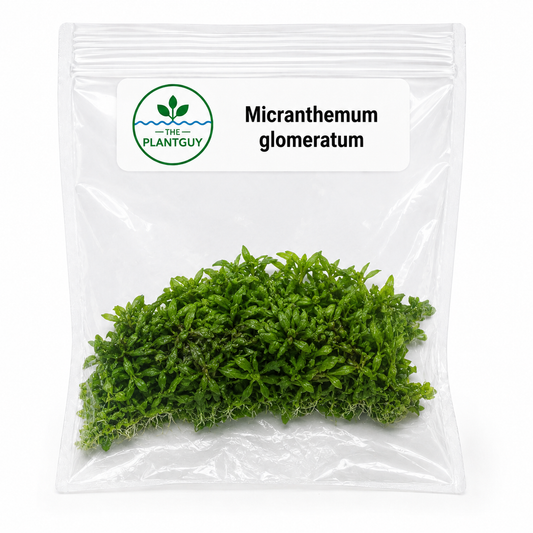 Micranthemum glomeratum- Tissue Culture  (4 ounce bag)