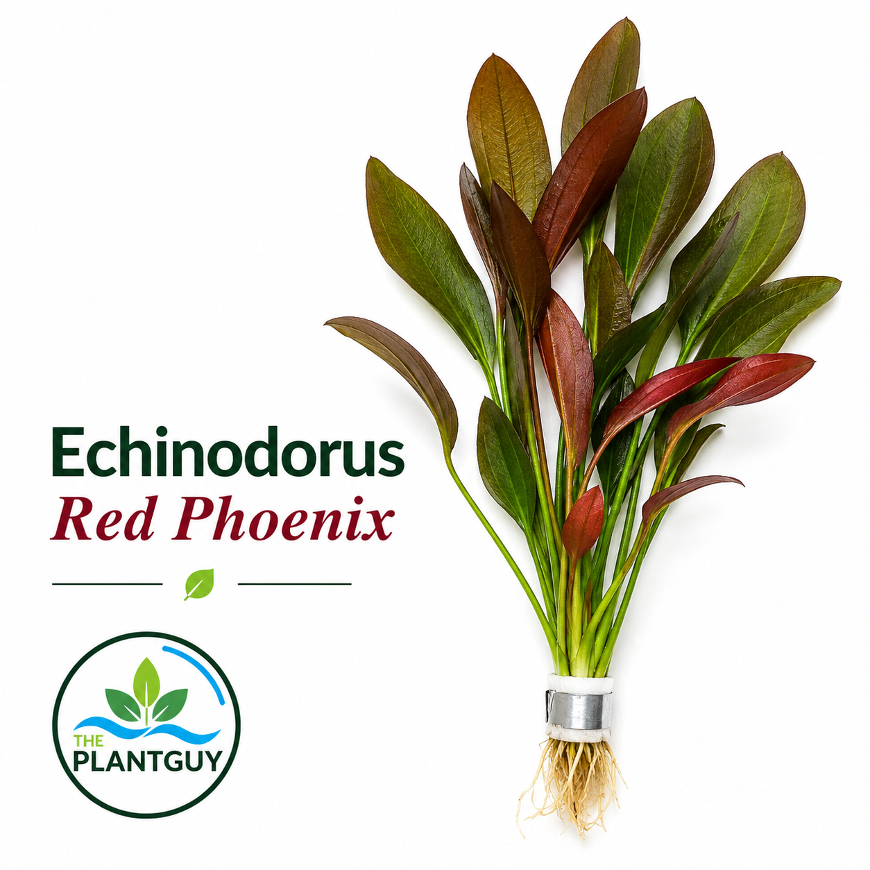 Echinodorus 'red phoenix'