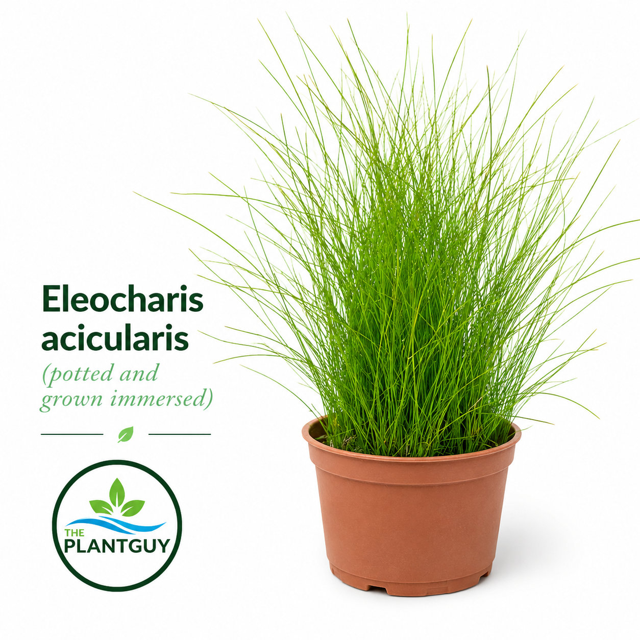 Eleocharis parvula
