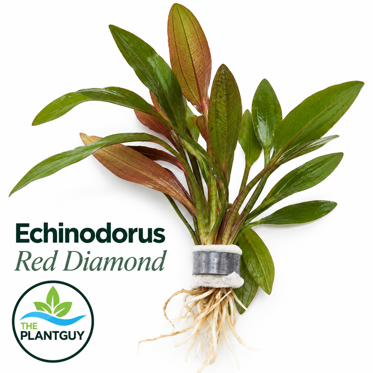 Echinodorus red diamond