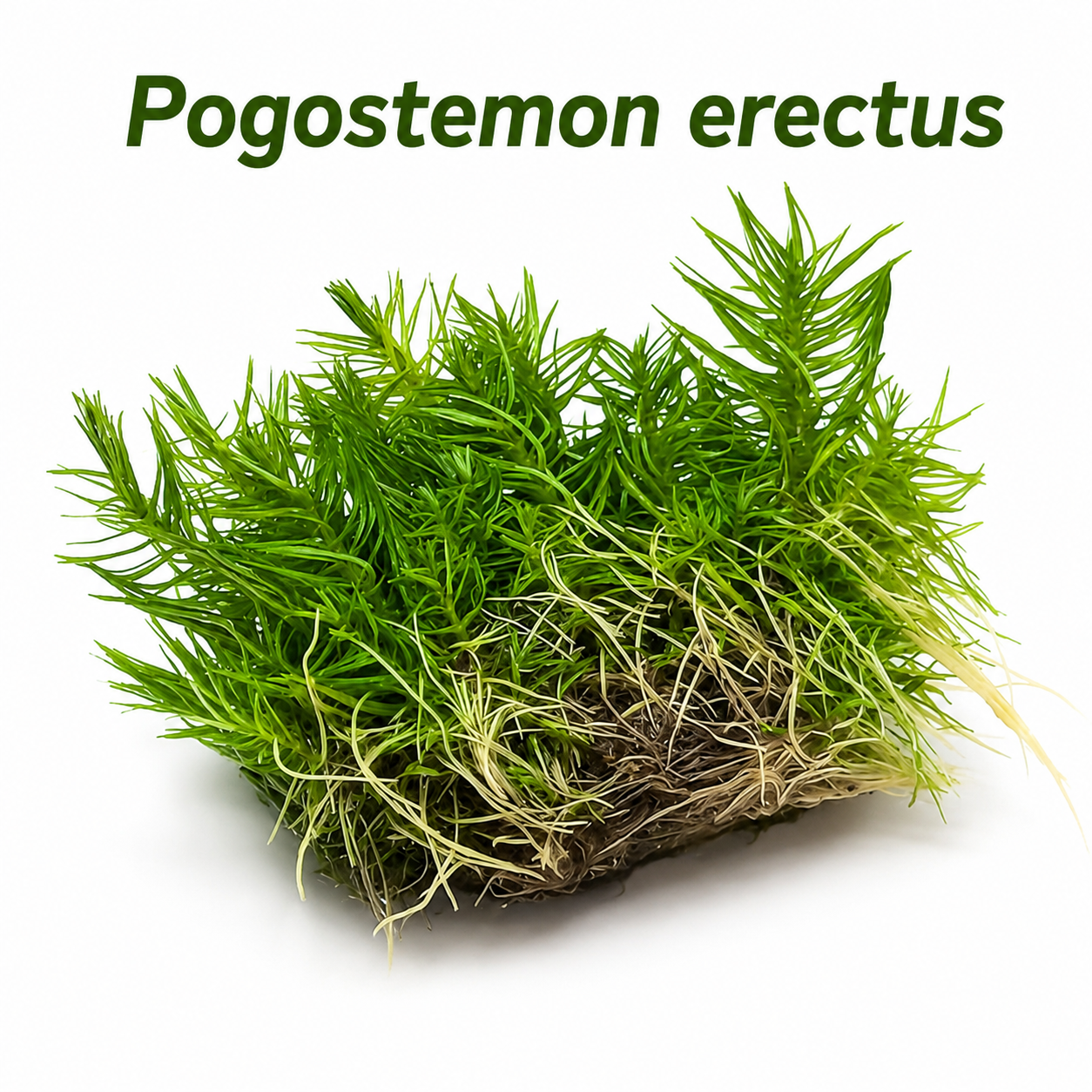 Pogostemon erectus- Tissue Culture (4 ounce bag)