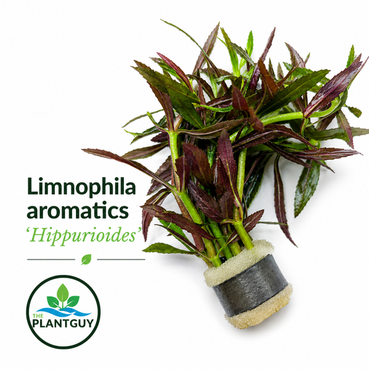 Limnophila aromatica (hippuridoides)