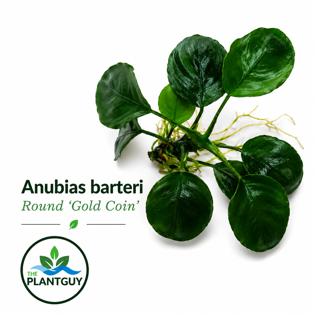 Anubias barteri round (golden coin)