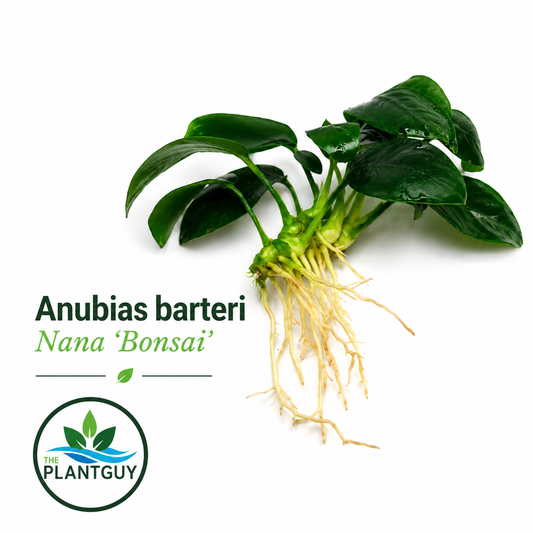 Anubias barteri nana bonsai (one rhizome)