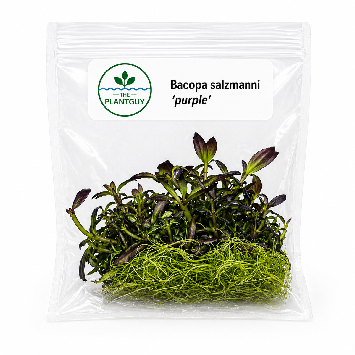 Bacopa salzmanni 'purple'- Tissue Culture