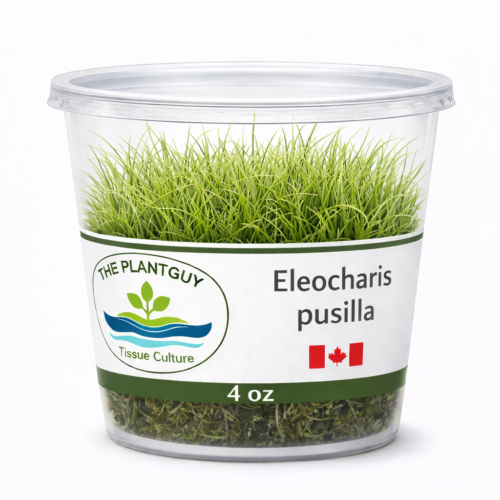 Eleocharis pusilla - Tissue Culture