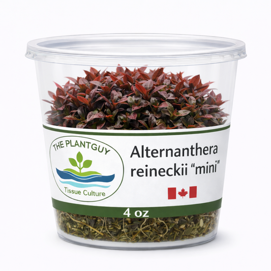 Alternanthera reineckii 'Mini'- Tissue Culture