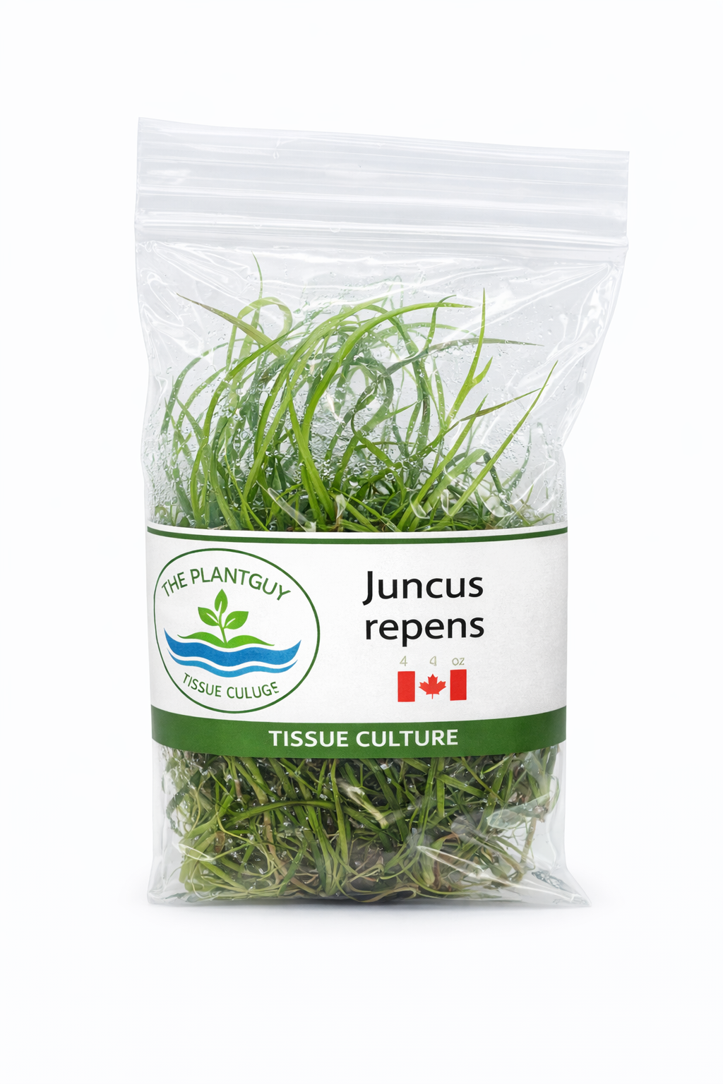 Juncus repens- Tissue Culture