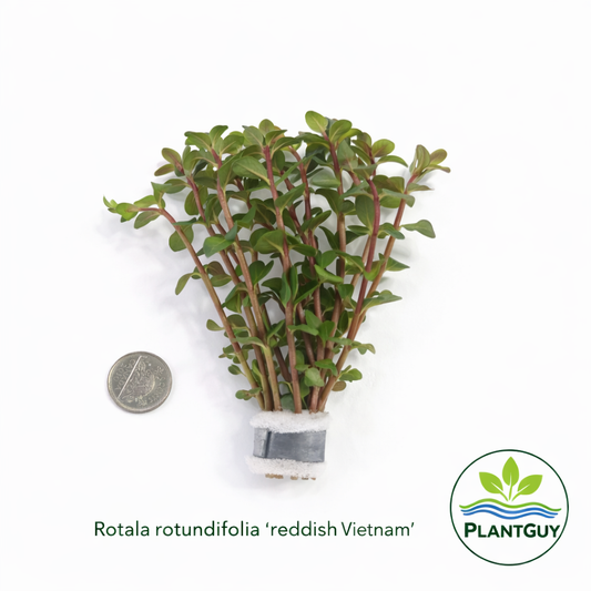 Rotala rotundifolia reddish (Vietnam)