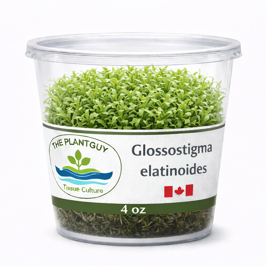 Glossostigma elatinoides- Tissue Culture