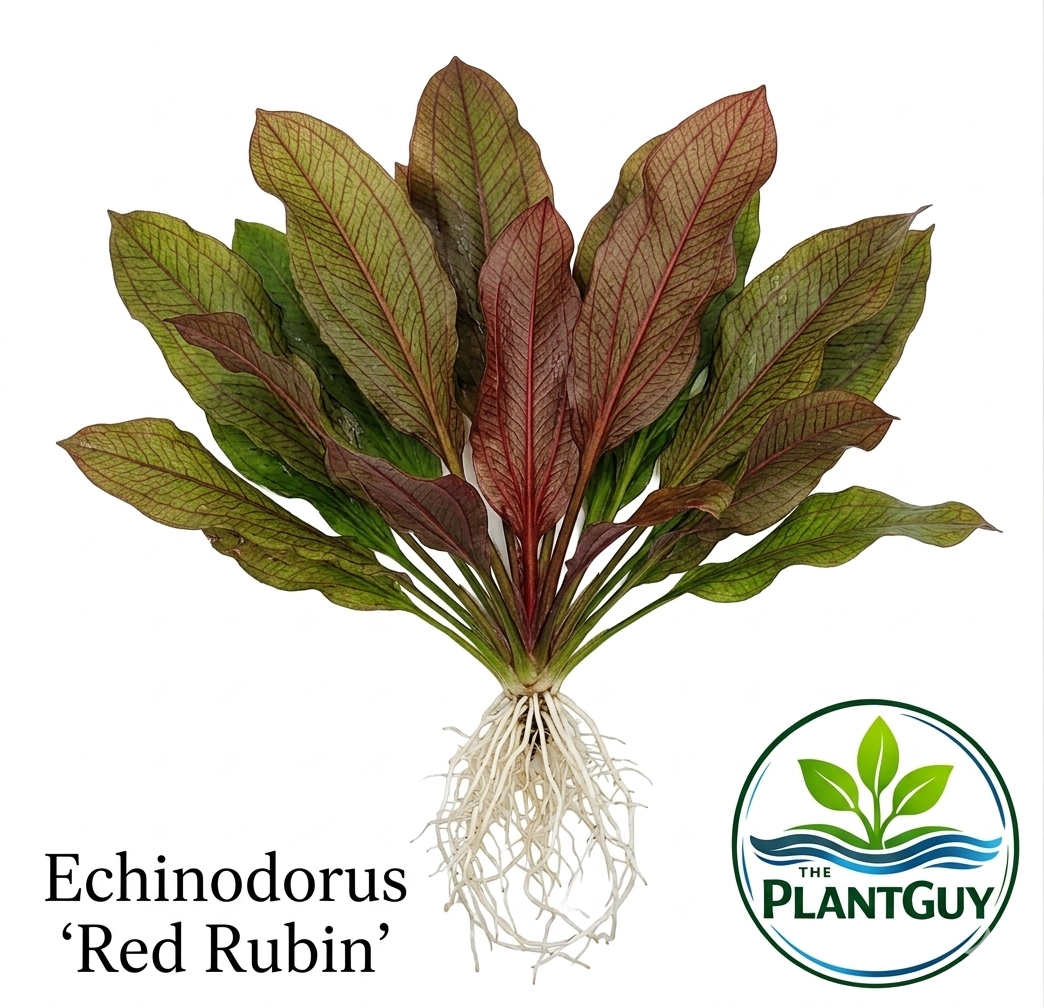 Echinodorus red rubin