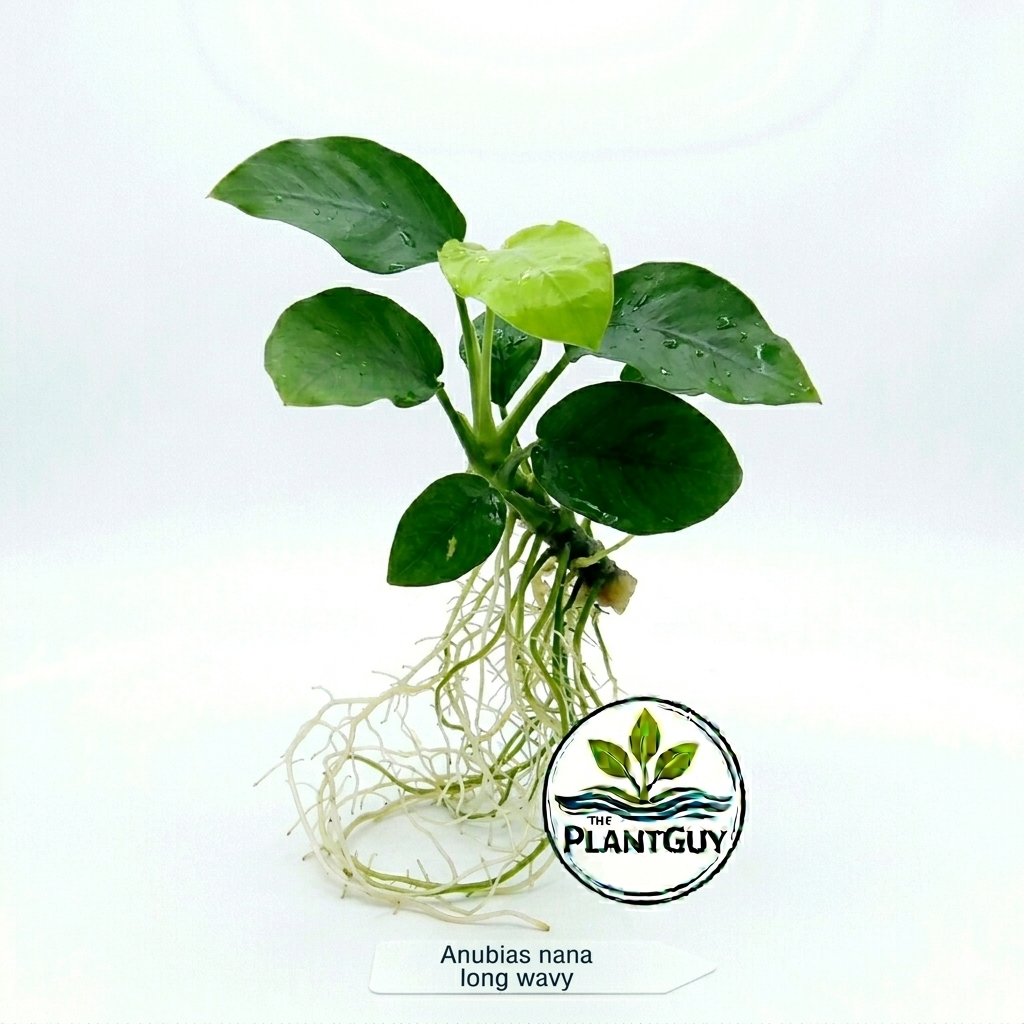 Anubias nana long wavy (one rhizome)