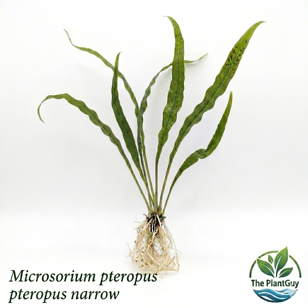 Microsorium pteropus narrow