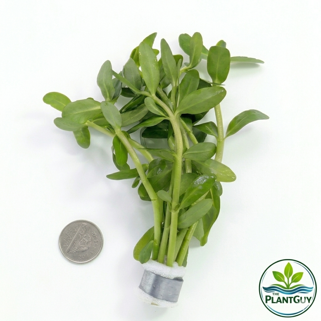 Bacopa madagascariensis
