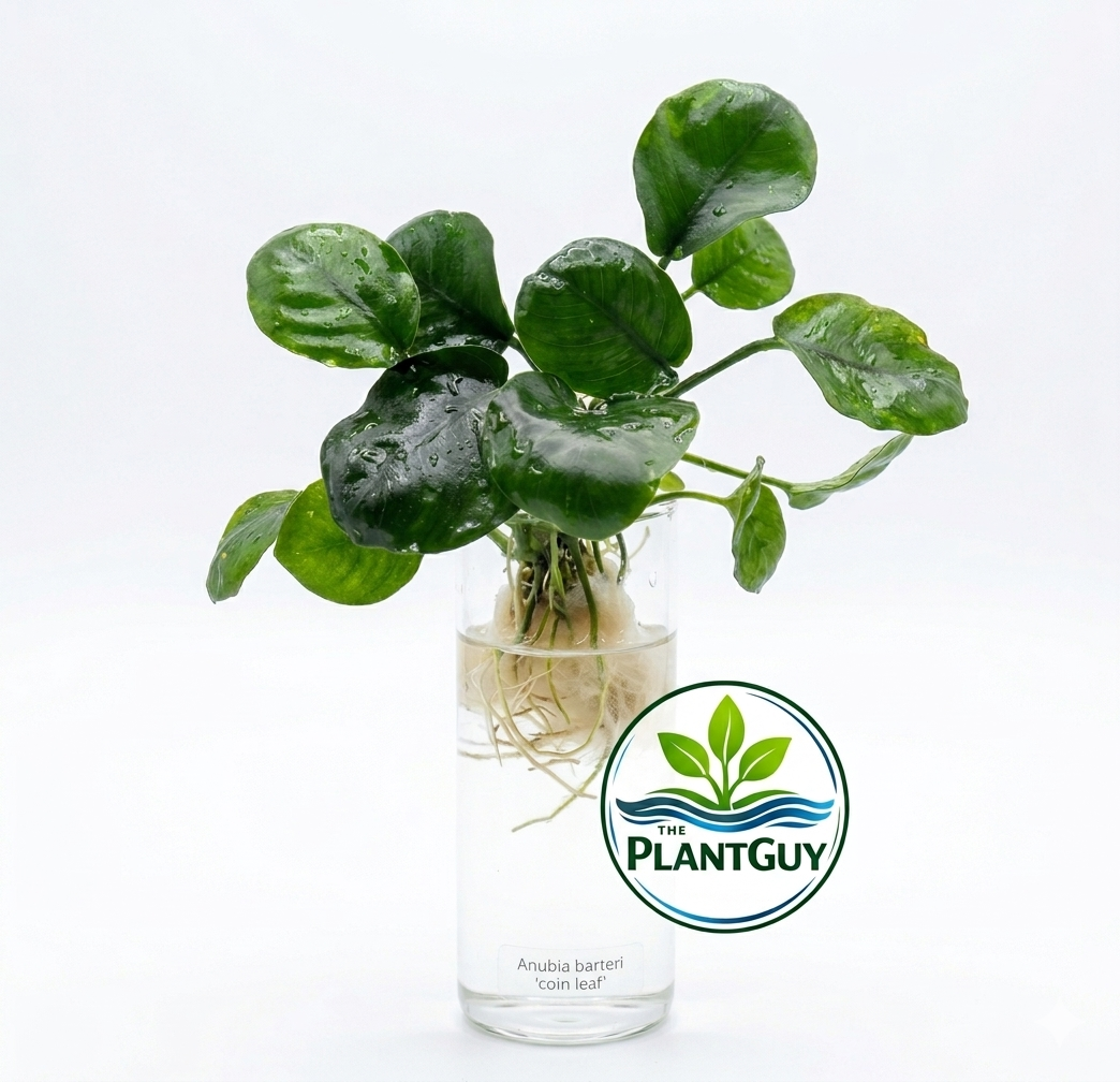 Anubias barteri ’Coin Leaf’