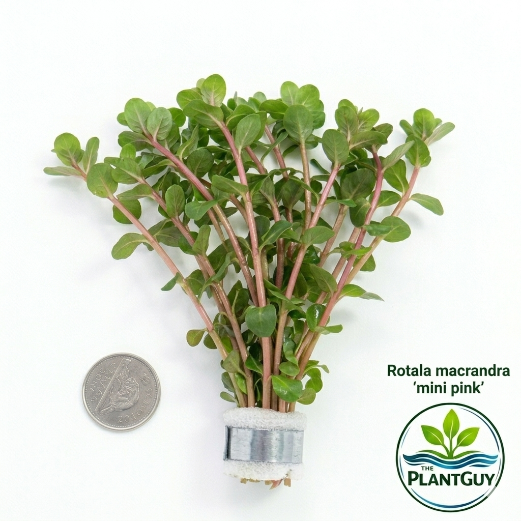 Rotala macrandra 'mini pink'