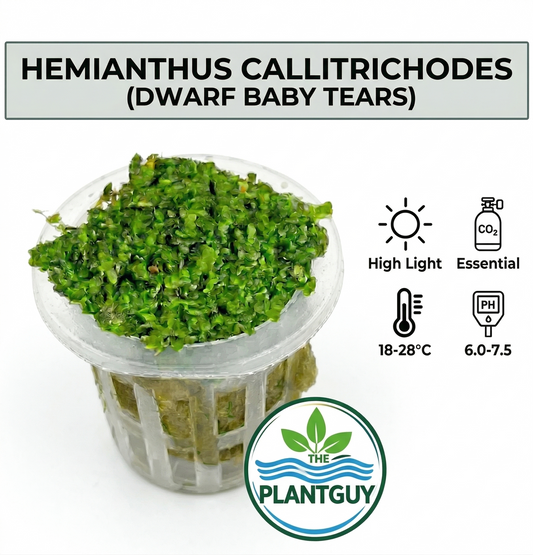 Hemianthus callitrichoides