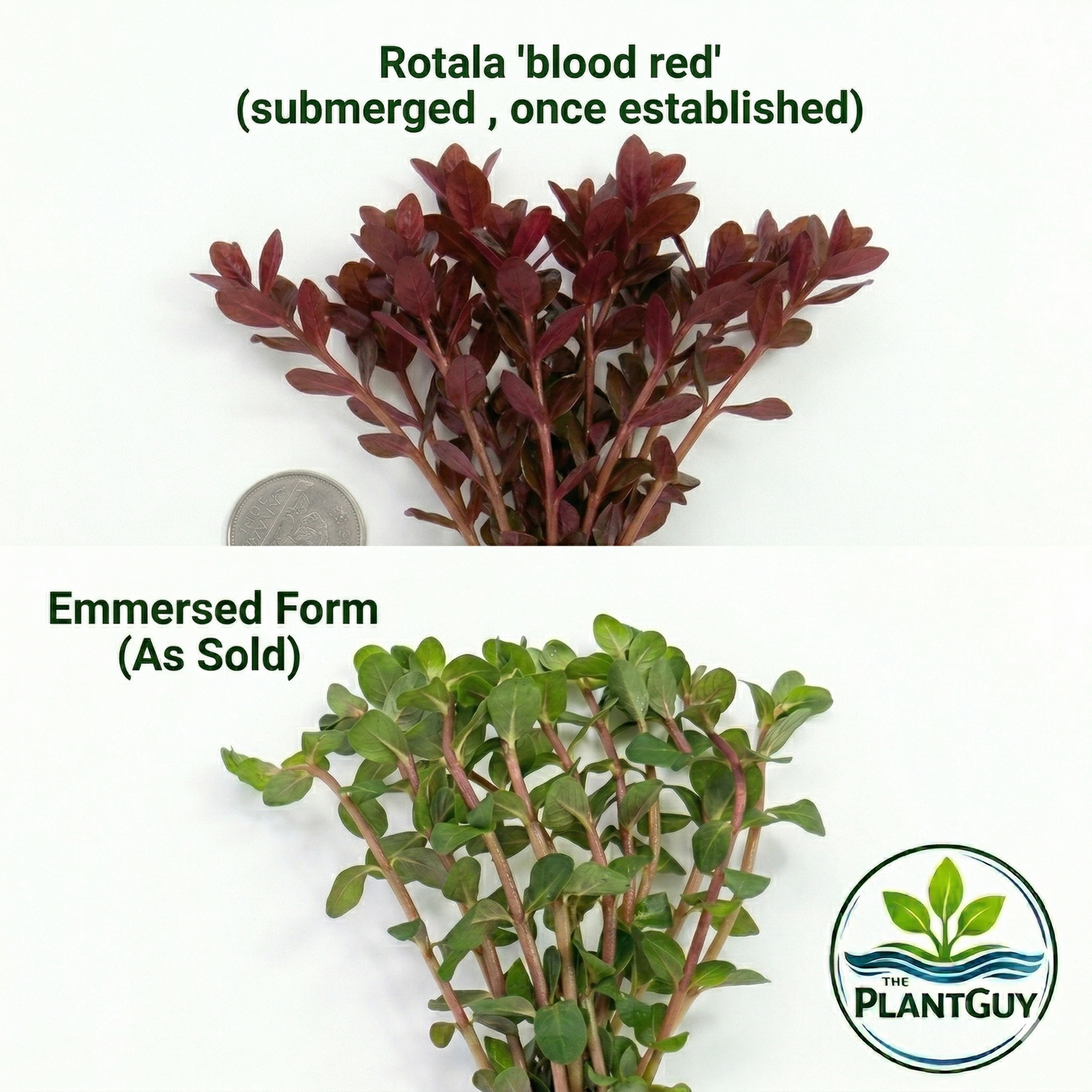 Rotala blood red