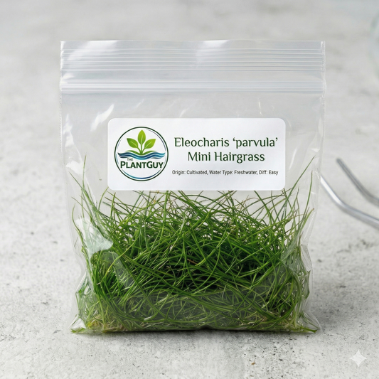 Eleocharis parvula (dwarf hairgrass) - Tissue Culture