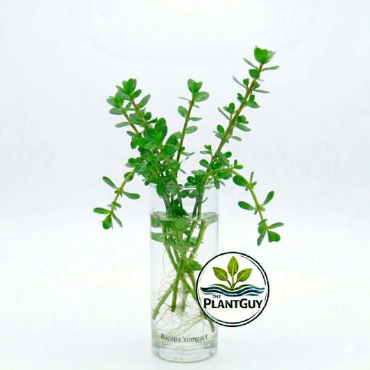 Bacopa 'Compact'