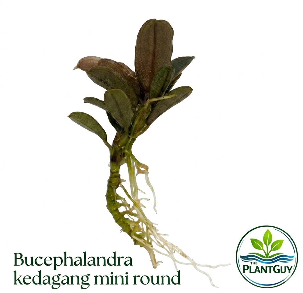 Bucephalandra kedagang mini round (one rhizome per order)