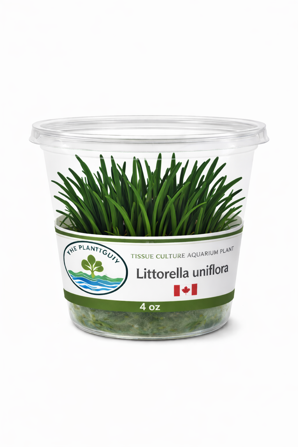 littorella uniflora- Tissue Culture