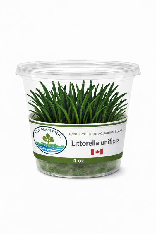 littorella uniflora- Tissue Culture