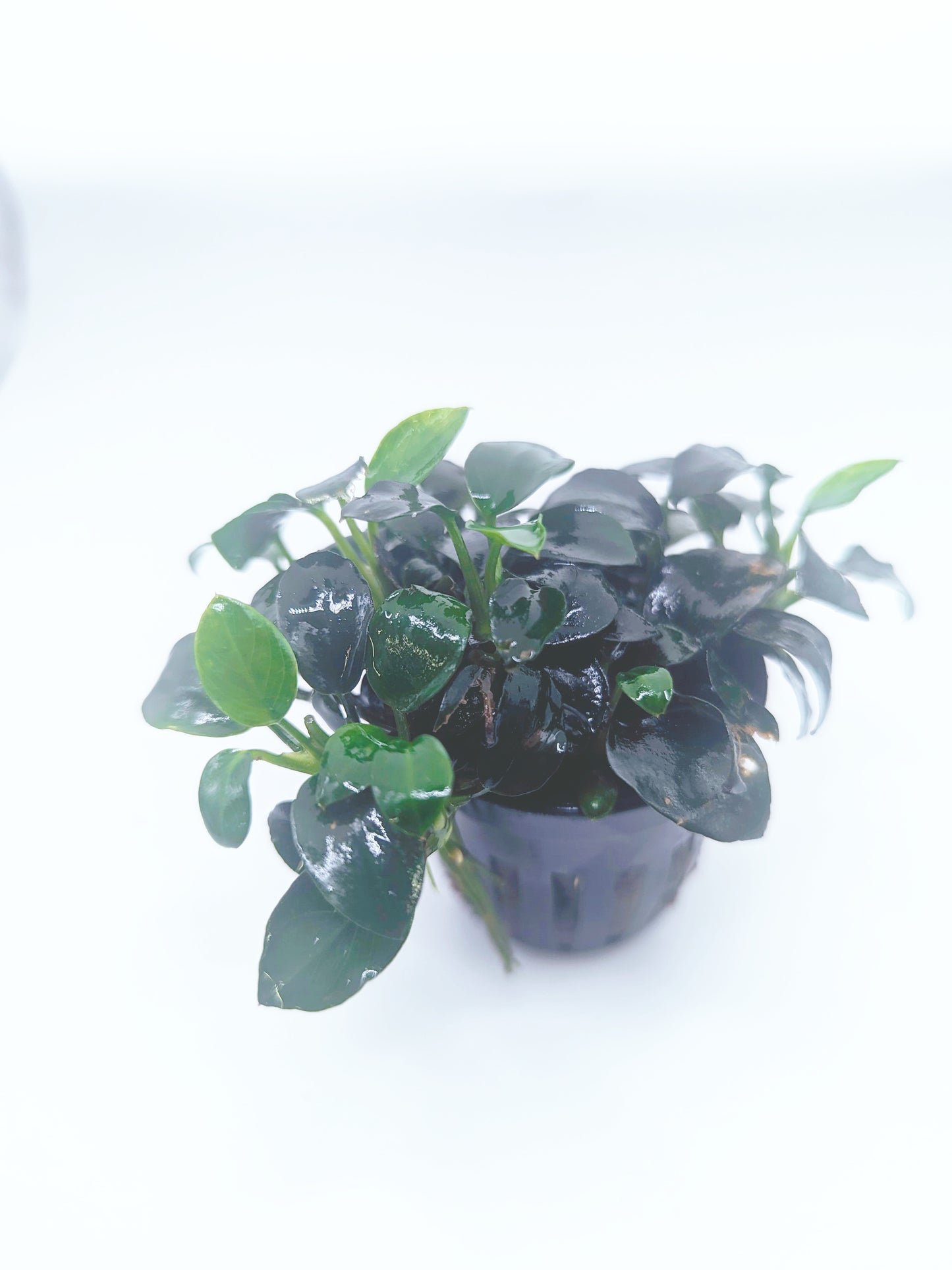 Anubias barteri 'petite round' Potted