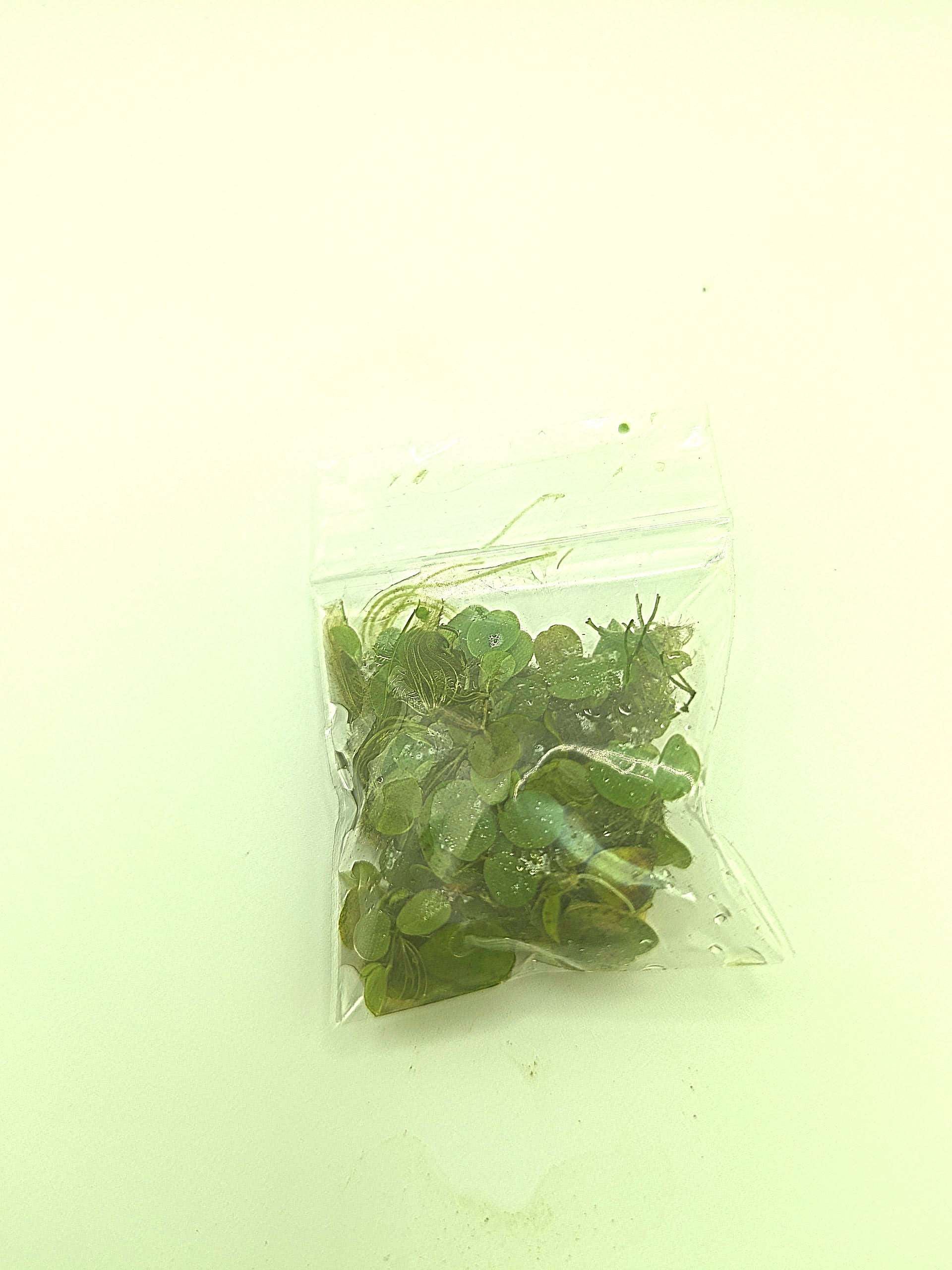 Salvinia auriculata (Portion Sampler)