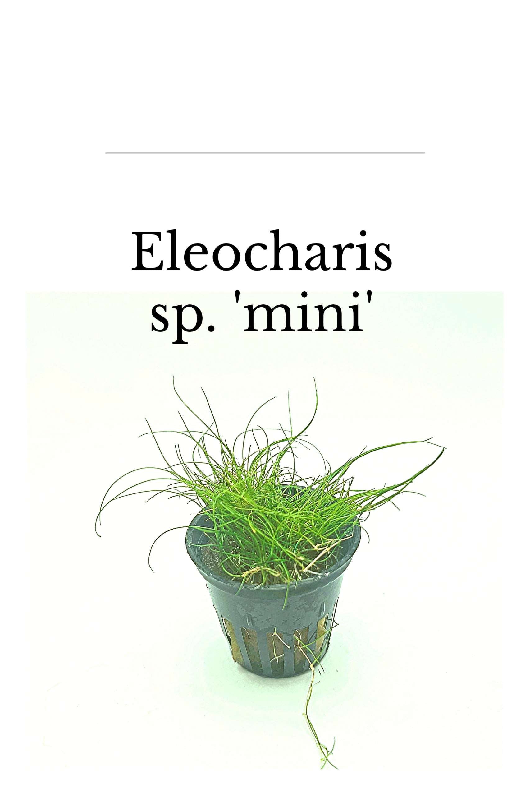 Eleocharis acicularis "mini"