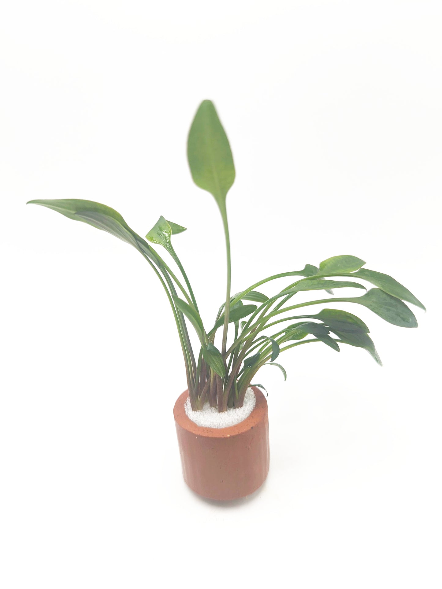 Cryptocoryne lutea (5 plants per bundle)