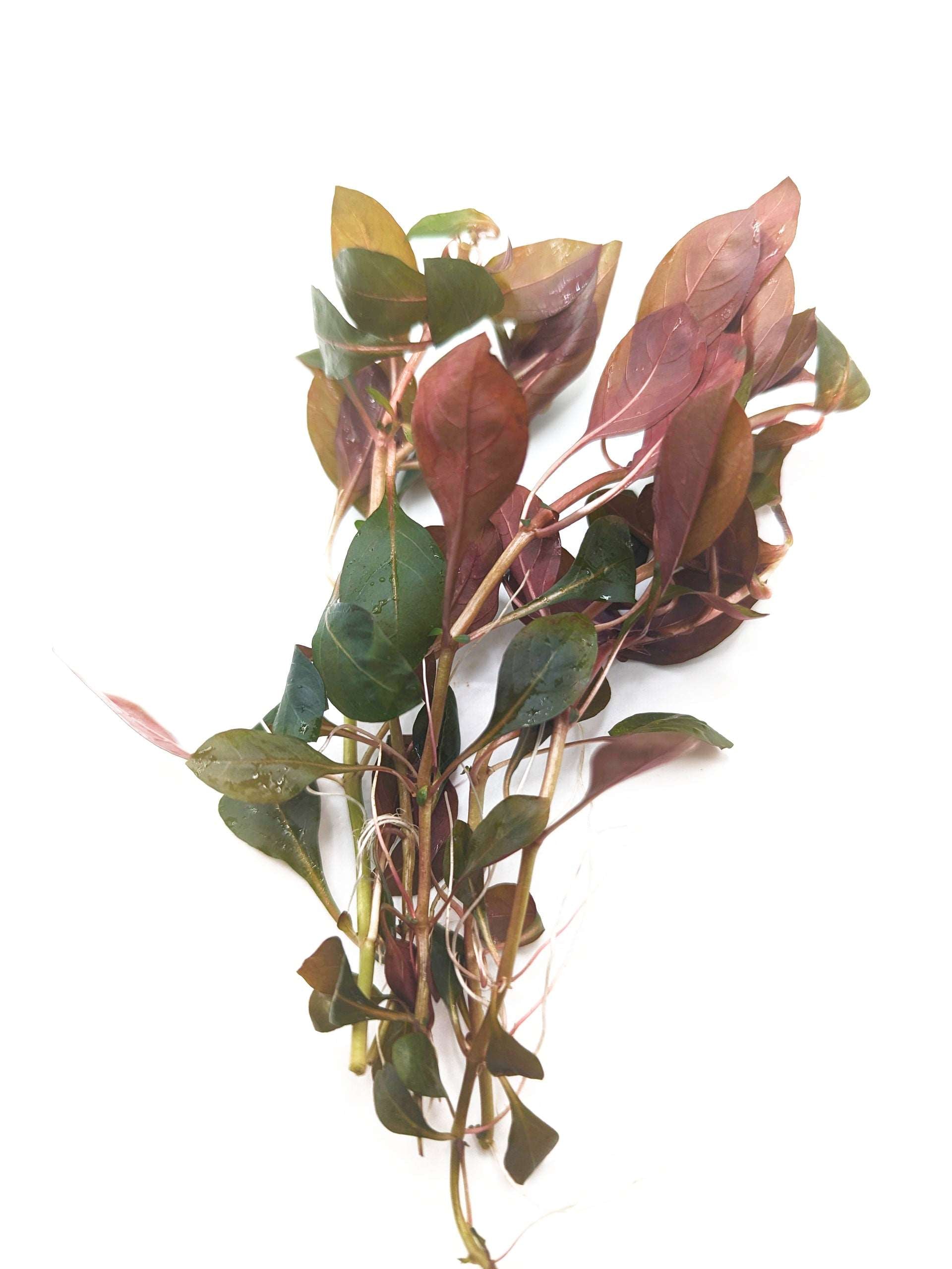 Ludwigia glandulosa (peruensis diamon) ( 5 stems)