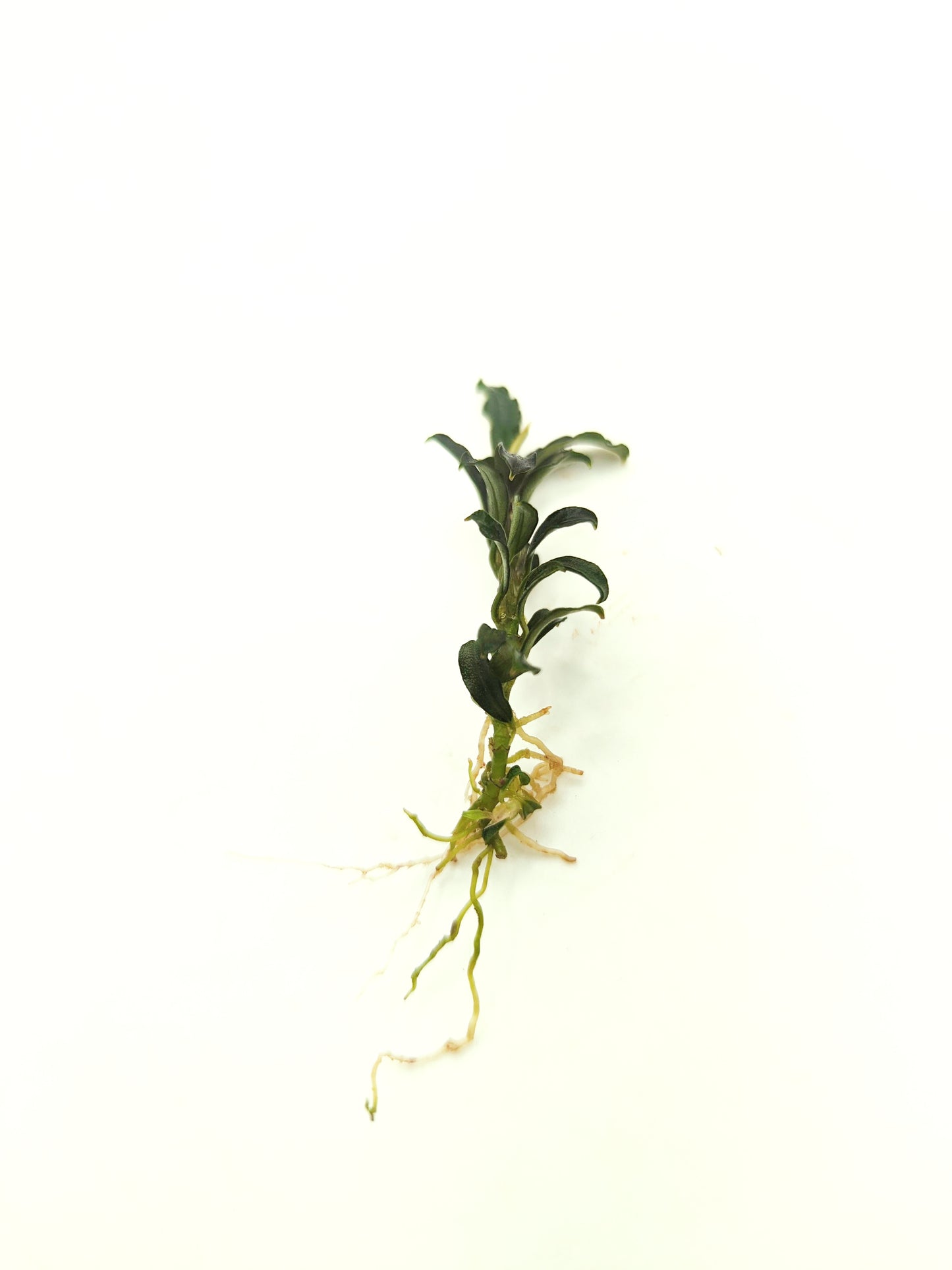 Bucephalandra brownie adinda (one rhizome per order)