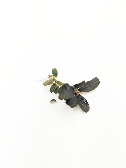 Bucephalandra kedagang mini round (one rhizome per order)