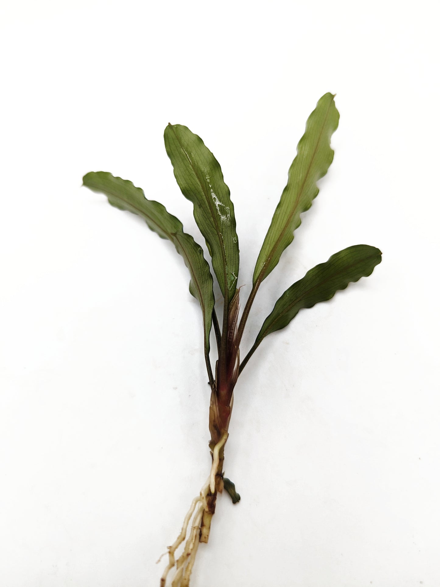 Bucephalandra green broad leaf (one rhizome per order)