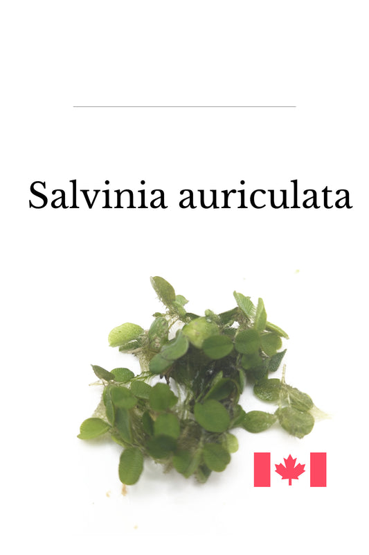 Salvinia auriculata (Portion Sampler)