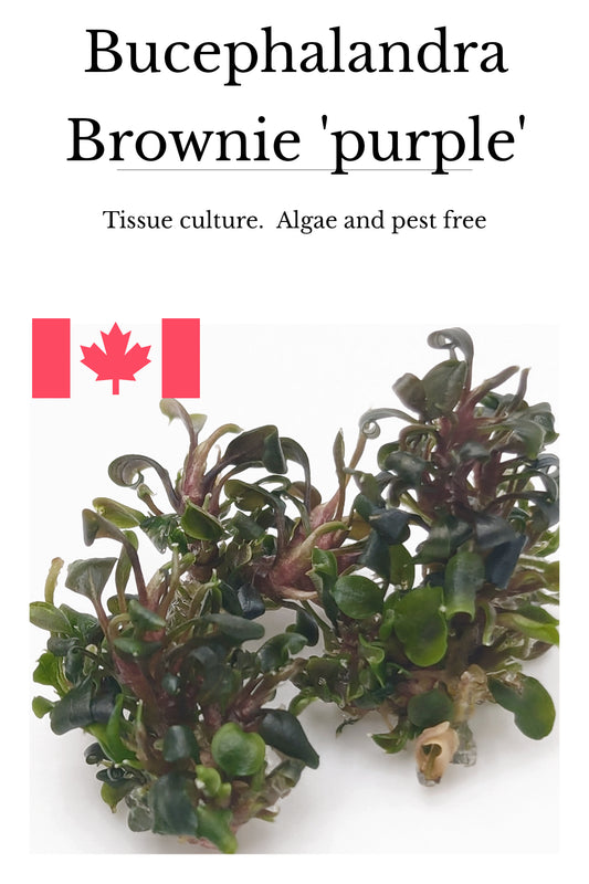 Bucephalandra Brownie 'purple' (PGTC bag)
