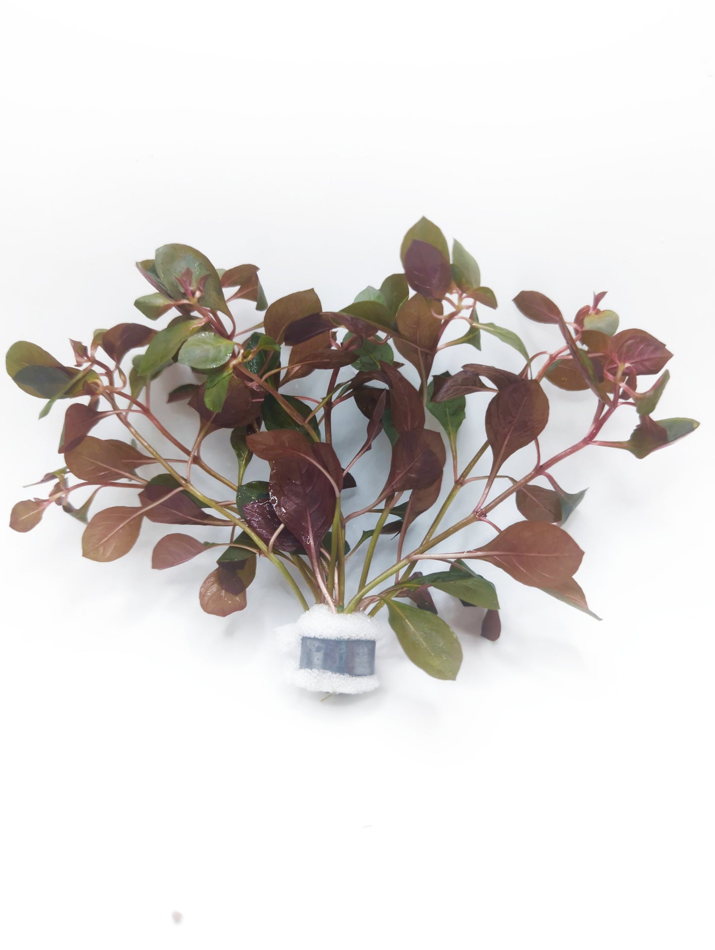 Ludwigia glandulosa ( 5 stems)