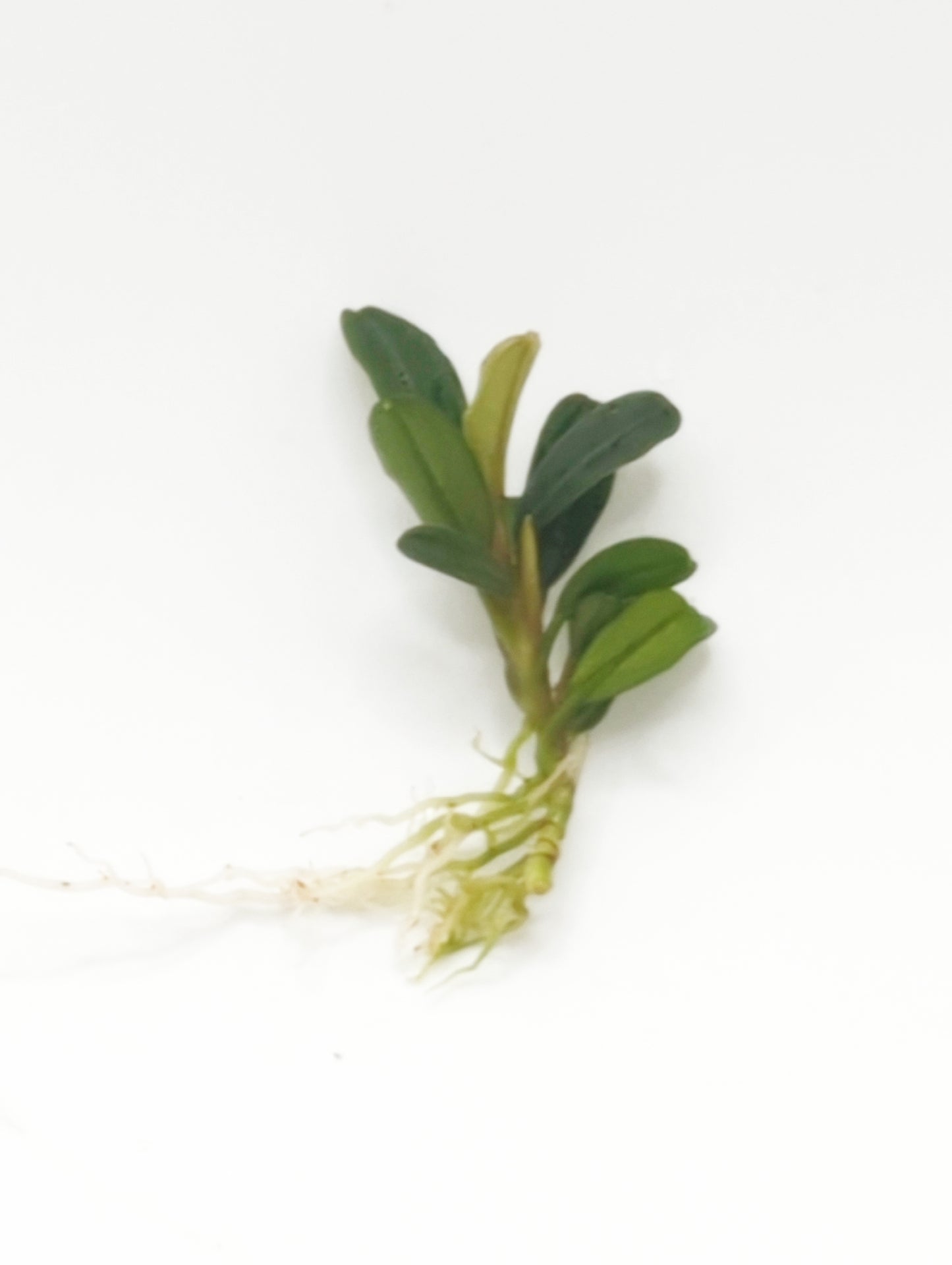 Bucephalandra brownie phoenix (one rhizome per order)