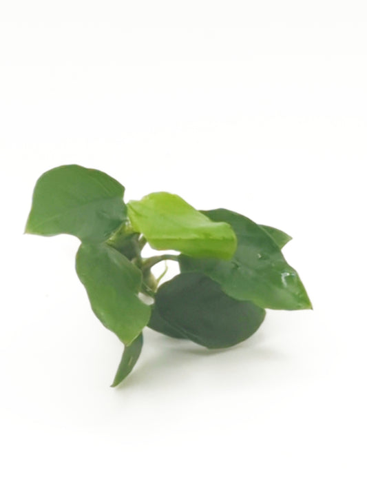 Anubias nana long wavy (one rhizome)