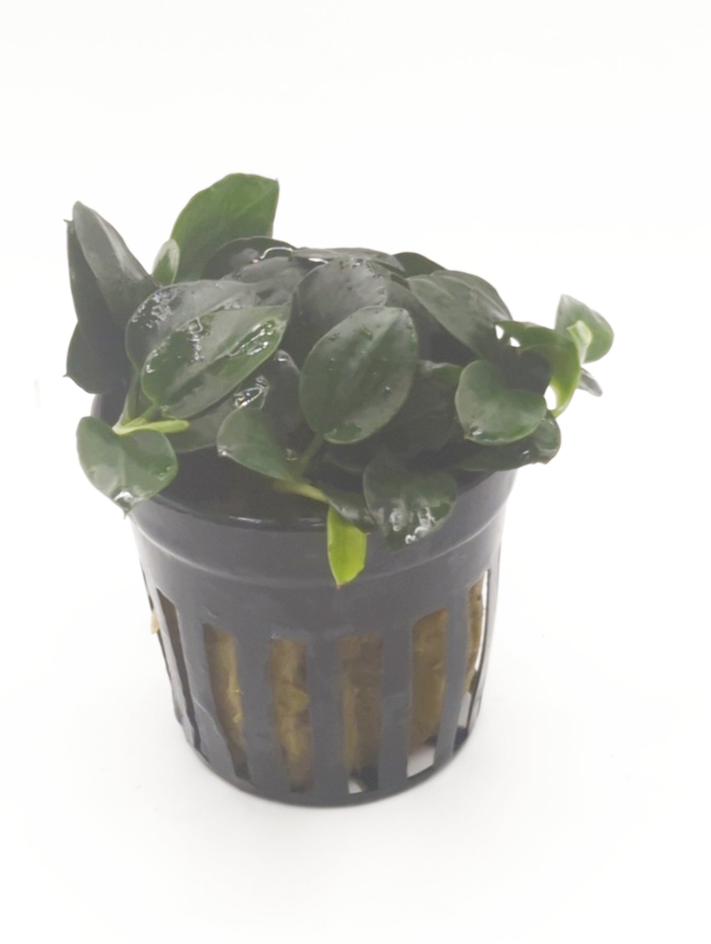 Anubias barteri 'petite round' Potted