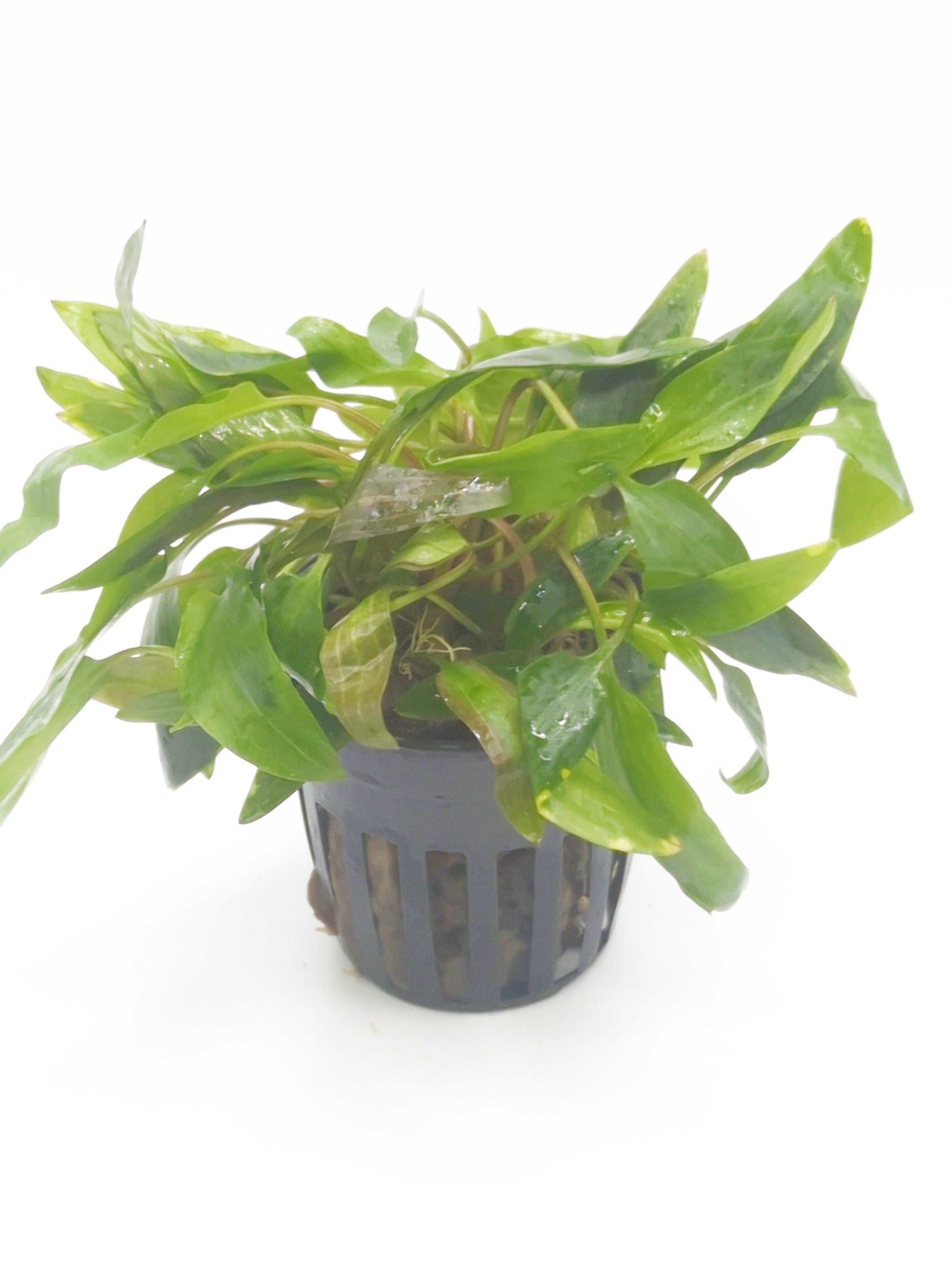 Cryptocoryne affinis red