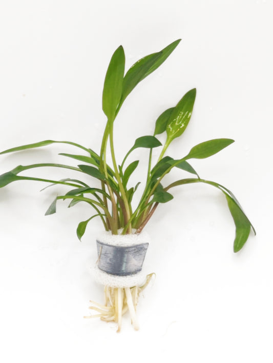 Cryptocoryne lutea (5 plants per bundle)