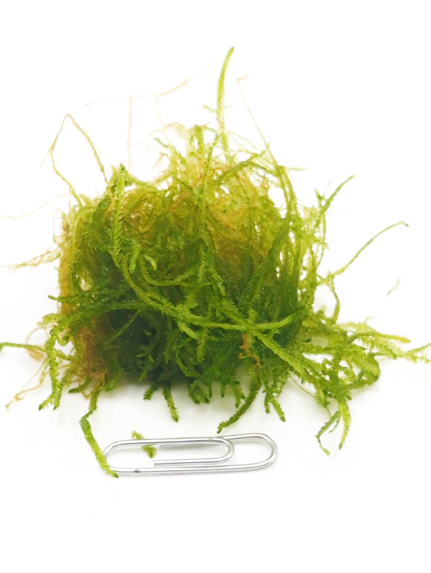 Taxiphyllum barbieri (java moss)