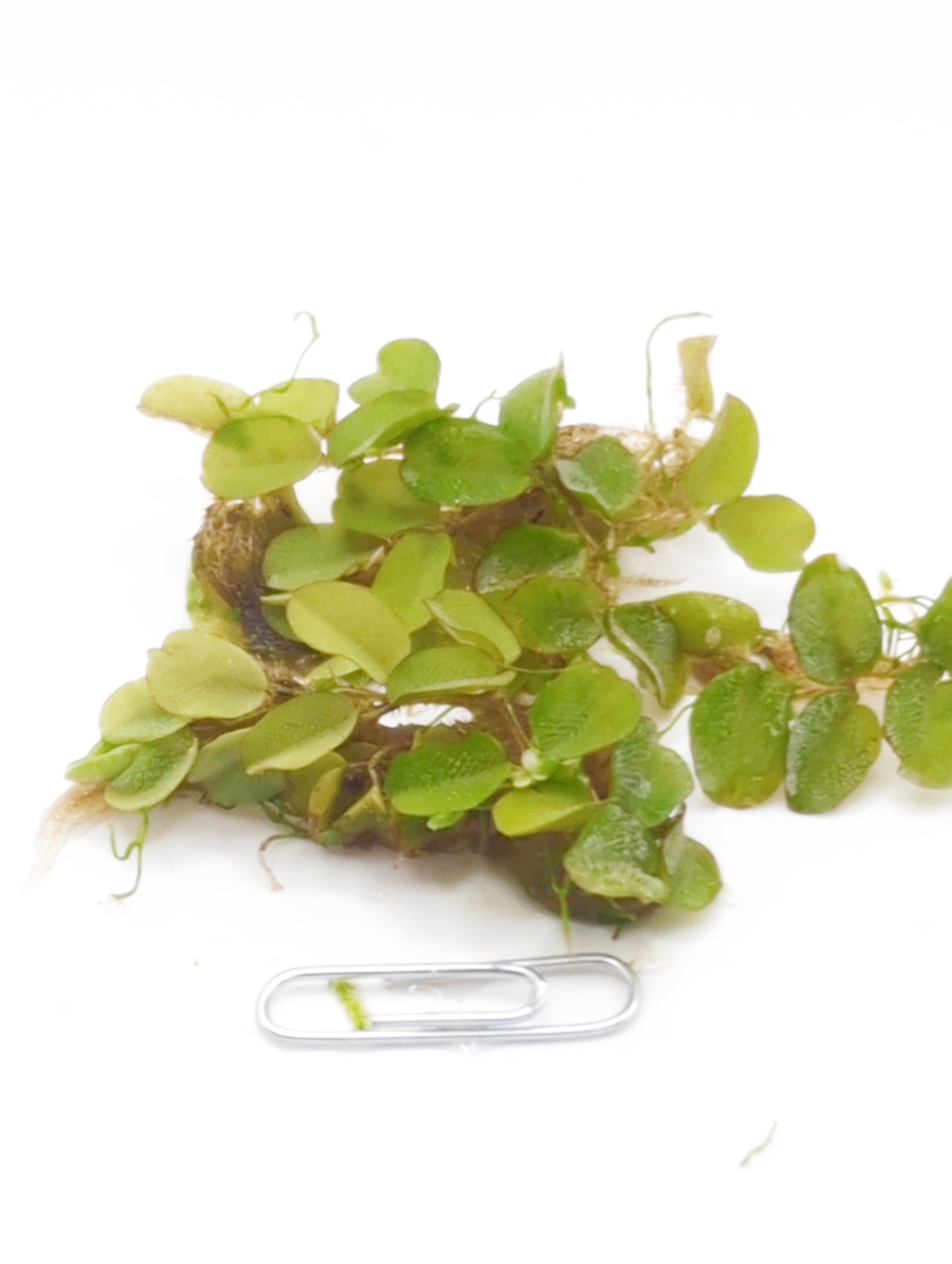 Salvinia auriculata