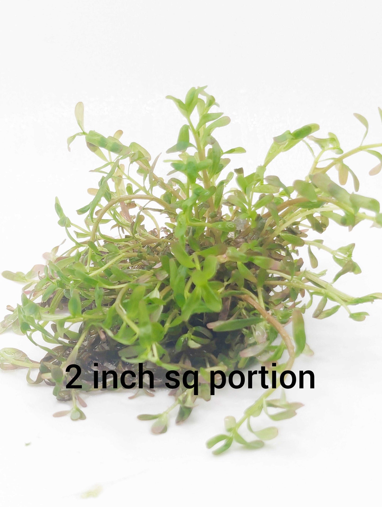 Rotala colorata- Tissue Culture