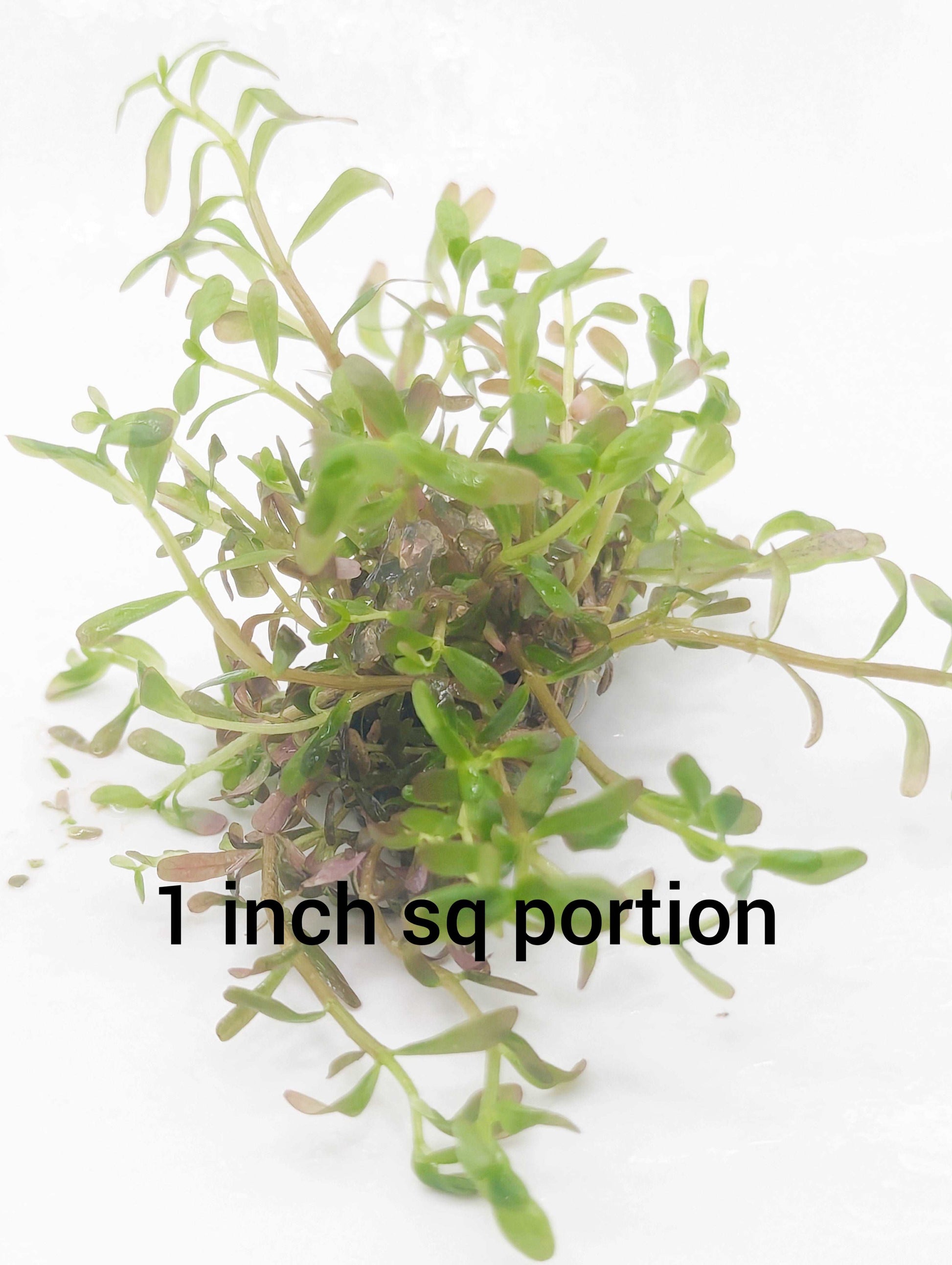 Rotala colorata- Tissue Culture