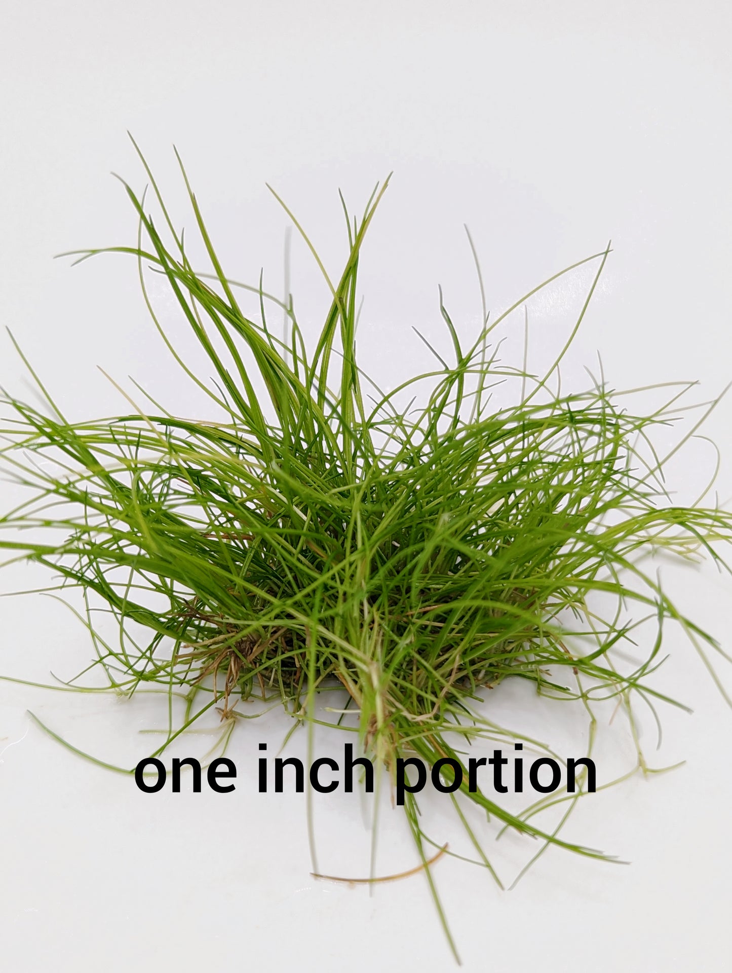 Eleocharis sp.mini- Tissue Culture