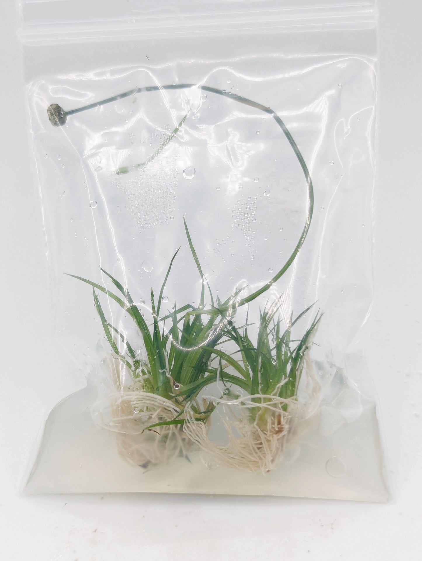 Eriocaulon polaris- Tissue Culture