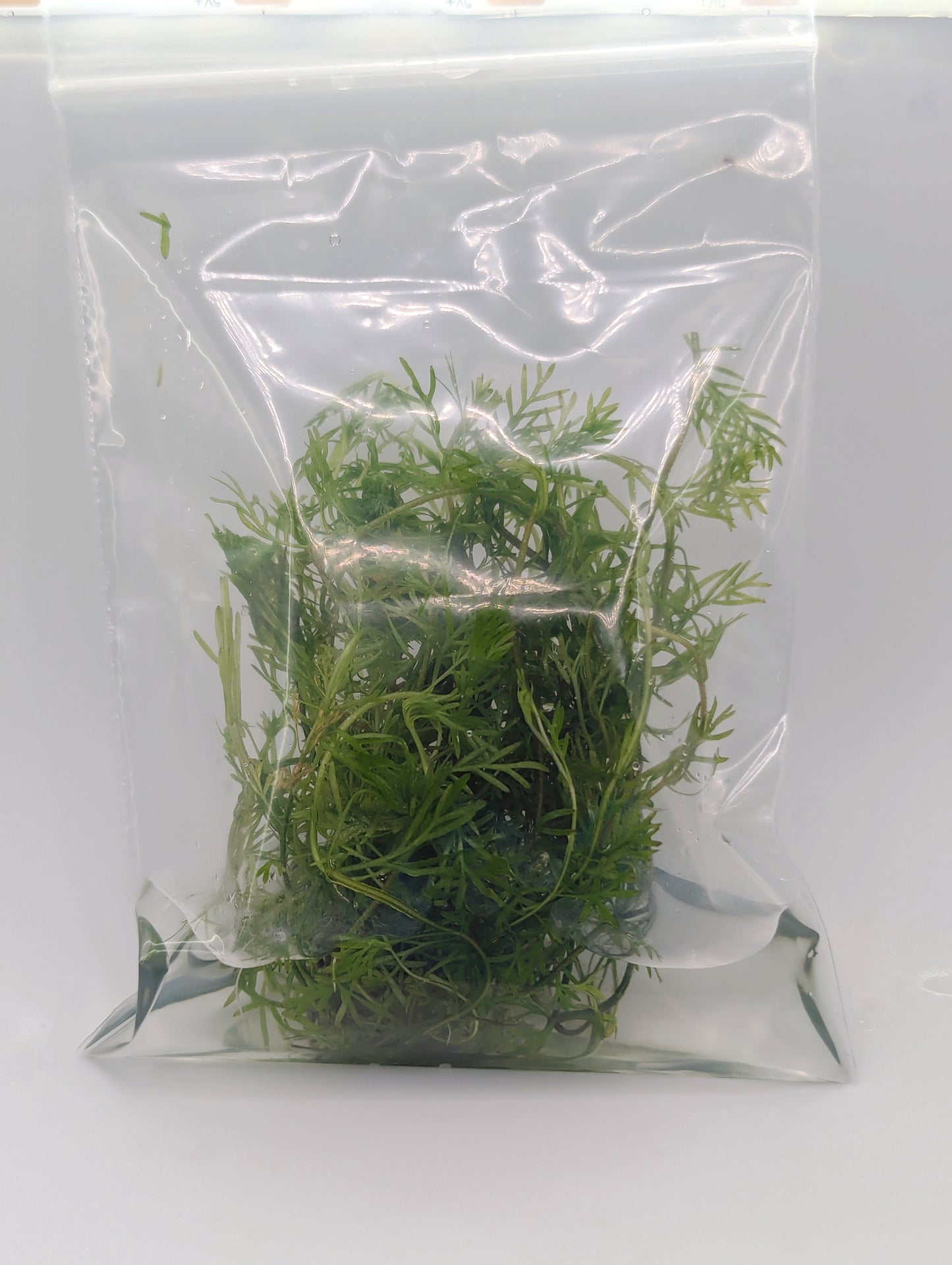 Myriophyllum elatinoides (Snowflake) - Tissue Culture